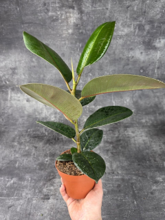 Ficus Elastica Robusta 12 cm